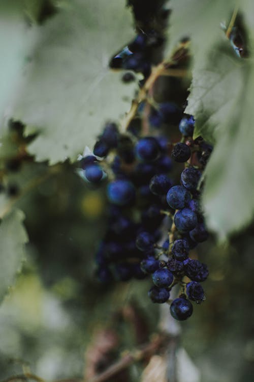 Selective Focus Photo Of Blueberries