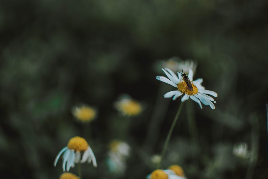 Why we combine melatonin and chamomile