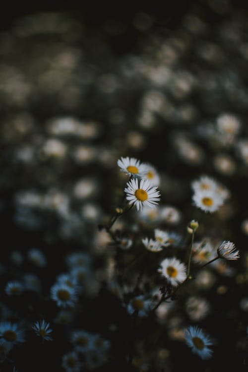 免费 白色洋甘菊花的选择性聚焦摄影 素材图片