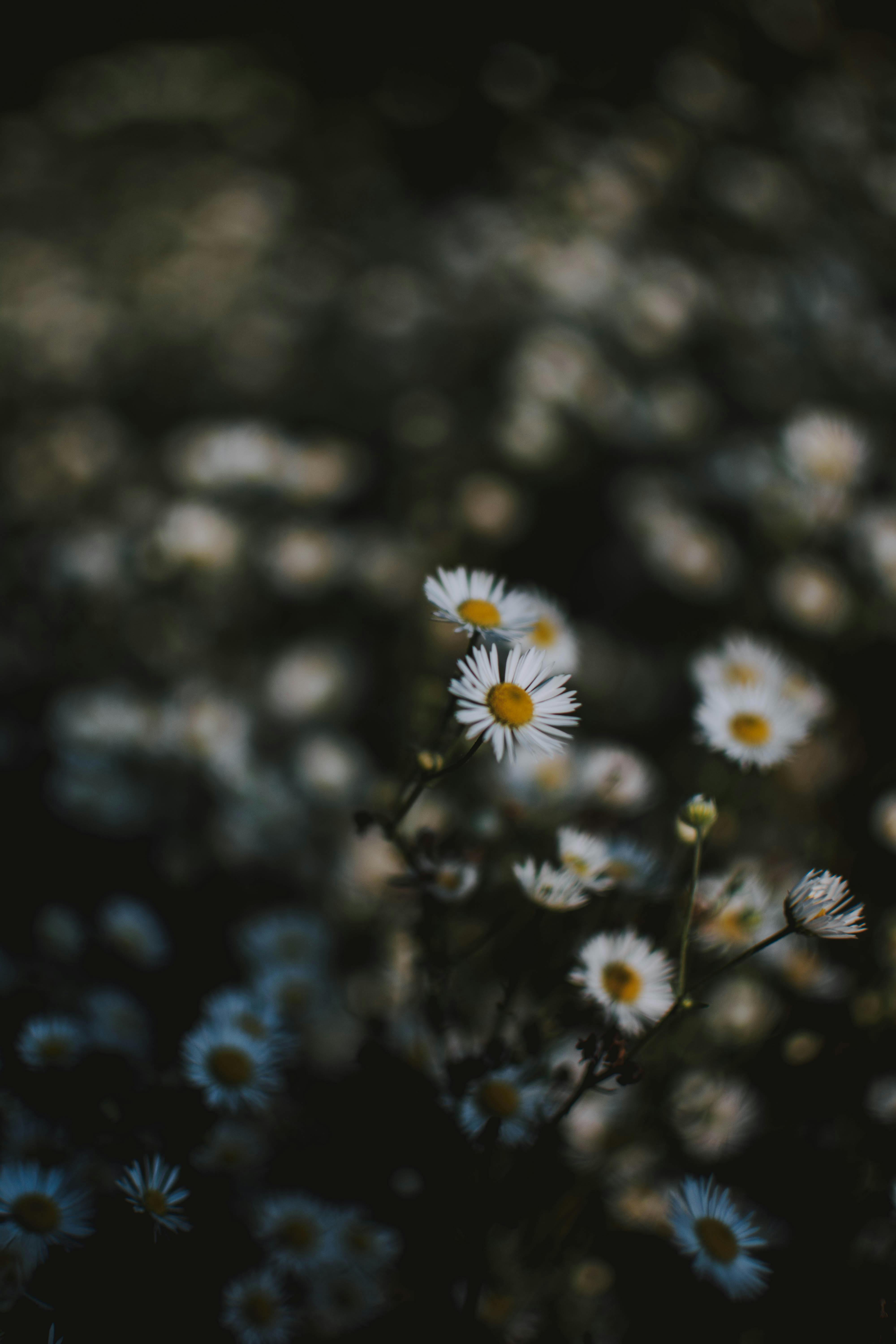 Hãy viết ngay tên bạn trên mạng xã hội Pinterest, để xem những bức ảnh đẹp nhất về hoa cúc trắng. Hình ảnh này sẽ khiến bạn cảm thấy bình yên và thư thái, như được đắm mình trong cánh đồng hoa thơm ngát và tràn ngập nắng.