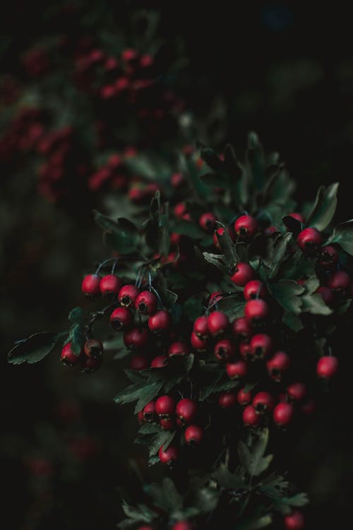 Close-up Of Red Berries