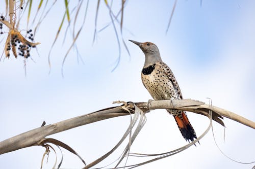 Gray and White Bird on Brown Tree Branch