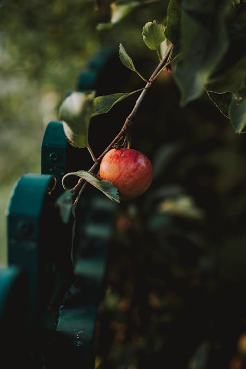 Free Apple On A Branch Stock Photo