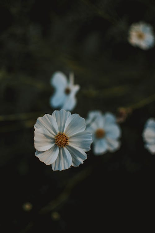 Selective Focus Photography Of White Cosmos Flower