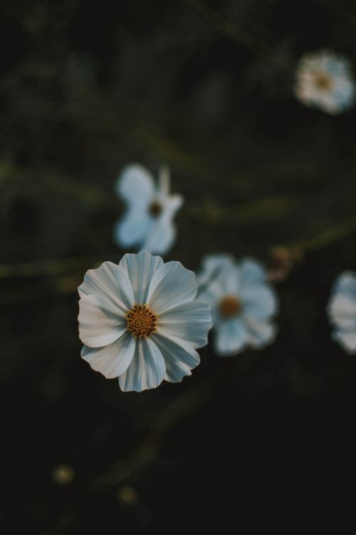 Free Close-up of white cosmos flowers with dark background, capturing a moody atmosphere. Stock Photo