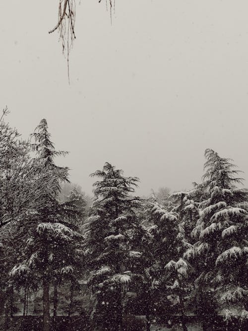 Immagine gratuita di alberi coperti di neve, bianco e nero, cielo bianco