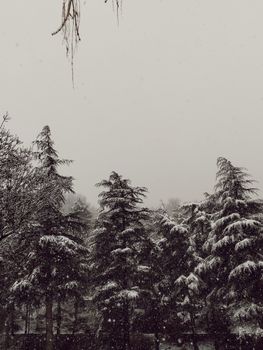Tranquil scene of snow-covered trees in a monochrome winter setting.