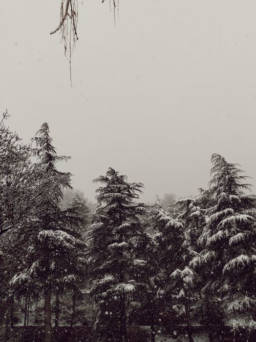 Free Tranquil scene of snow-covered trees in a monochrome winter setting. Stock Photo