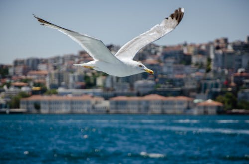 Бесплатное стоковое фото с белая птица, крупный план, летающий