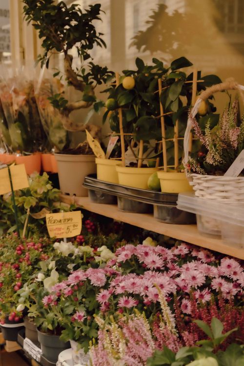 Free Colorful flower arrangement at a Vienna market, perfect for nature and botany enthusiasts. Stock Photo