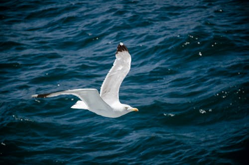 Δωρεάν στοκ φωτογραφιών με άσπρο πουλί, γλάρος, θάλασσα Φωτογραφία από στοκ φωτογραφιών