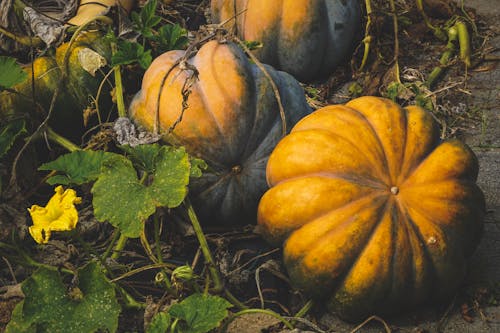 Squash On Ground