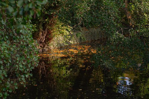 Free Peaceful forest river scene, reflecting autumn leaves and lush green foliage. Stock Photo