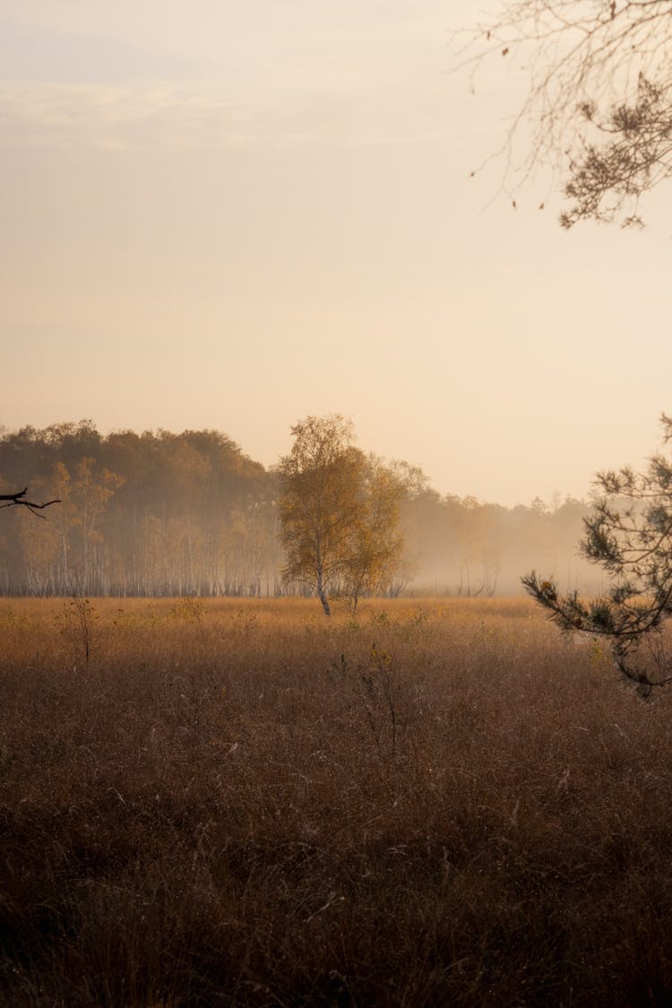 Brown Grass Field With Trees