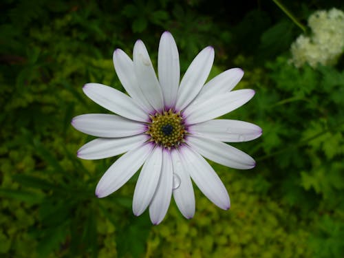 花, 雛菊 的 免費圖庫相片