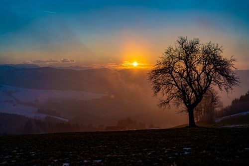 Free Captivating view of a leafless tree silhouette against a stunning Austrian sunset. Stock Photo