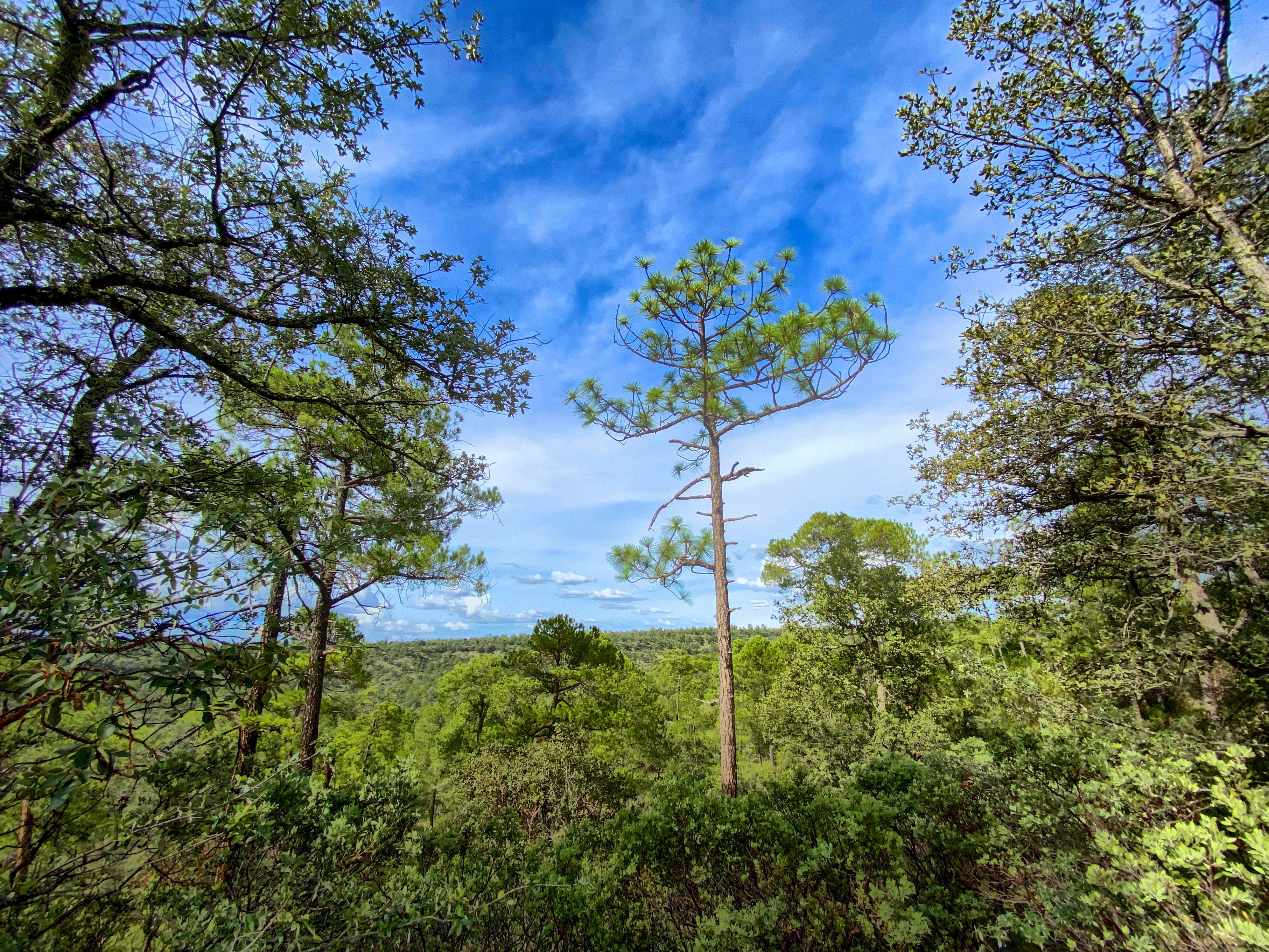 Green Trees in the Forest under the Cloudy Sky · Free Stock Photo
