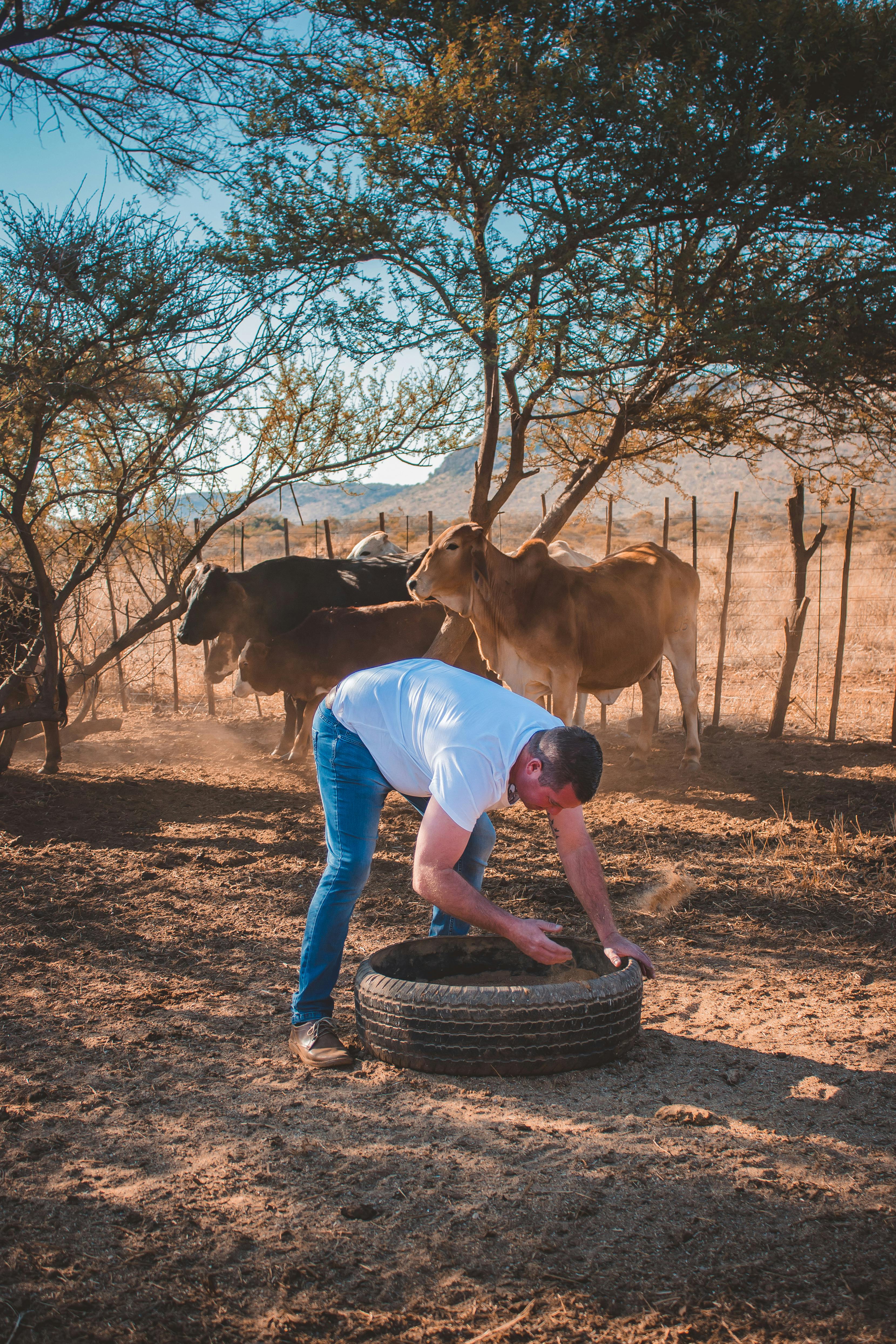 Dischem Botswana Photos, Download The BEST Free Dischem Botswana Stock