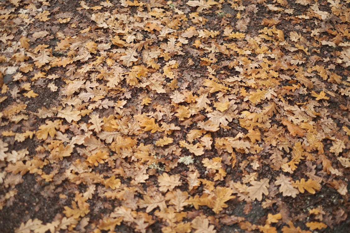 Dry Leaves on the Ground