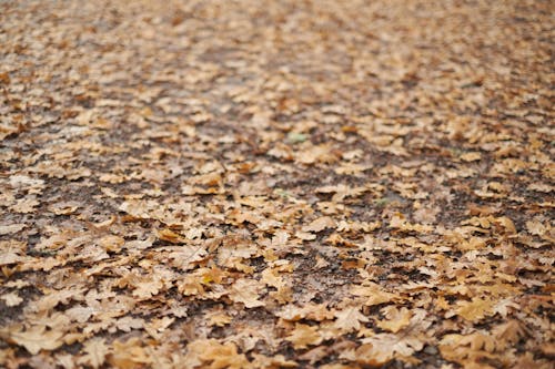 Kostenloses Stock Foto zu boden, herbst, laub