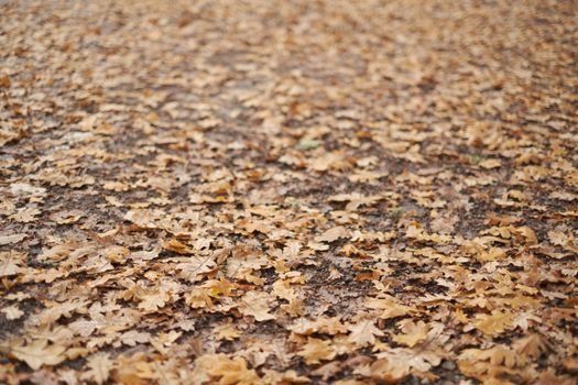 An abundance of dry autumn leaves scattered across the forest floor, showcasing fall's natural beauty.