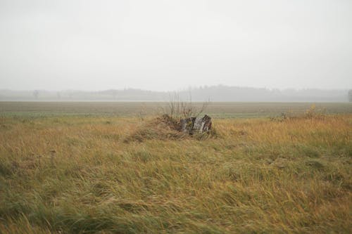 Imagine de stoc gratuită din câmp de iarbă, cer gri, la țară