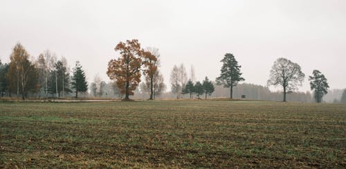 Foto profissional grátis de árvores, campo de grama, interior