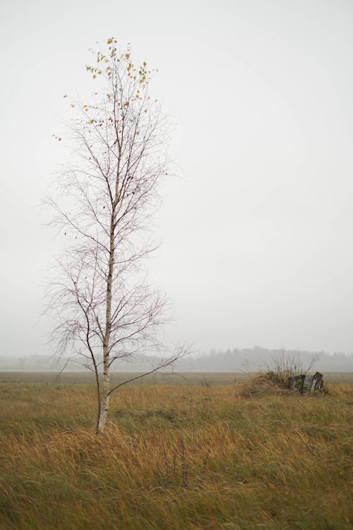 Imagine de stoc gratuită din arbore fără frunze, arbore gol, câmp de iarbă