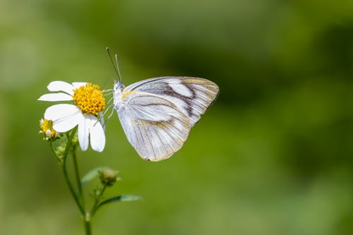 Ücretsiz apya libythea, Beyaz çiçek, böcek içeren Ücretsiz stok fotoğraf Stok Fotoğraflar