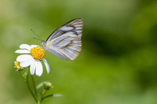 Close-Up Shot of a Butterfly Perched on White Flower