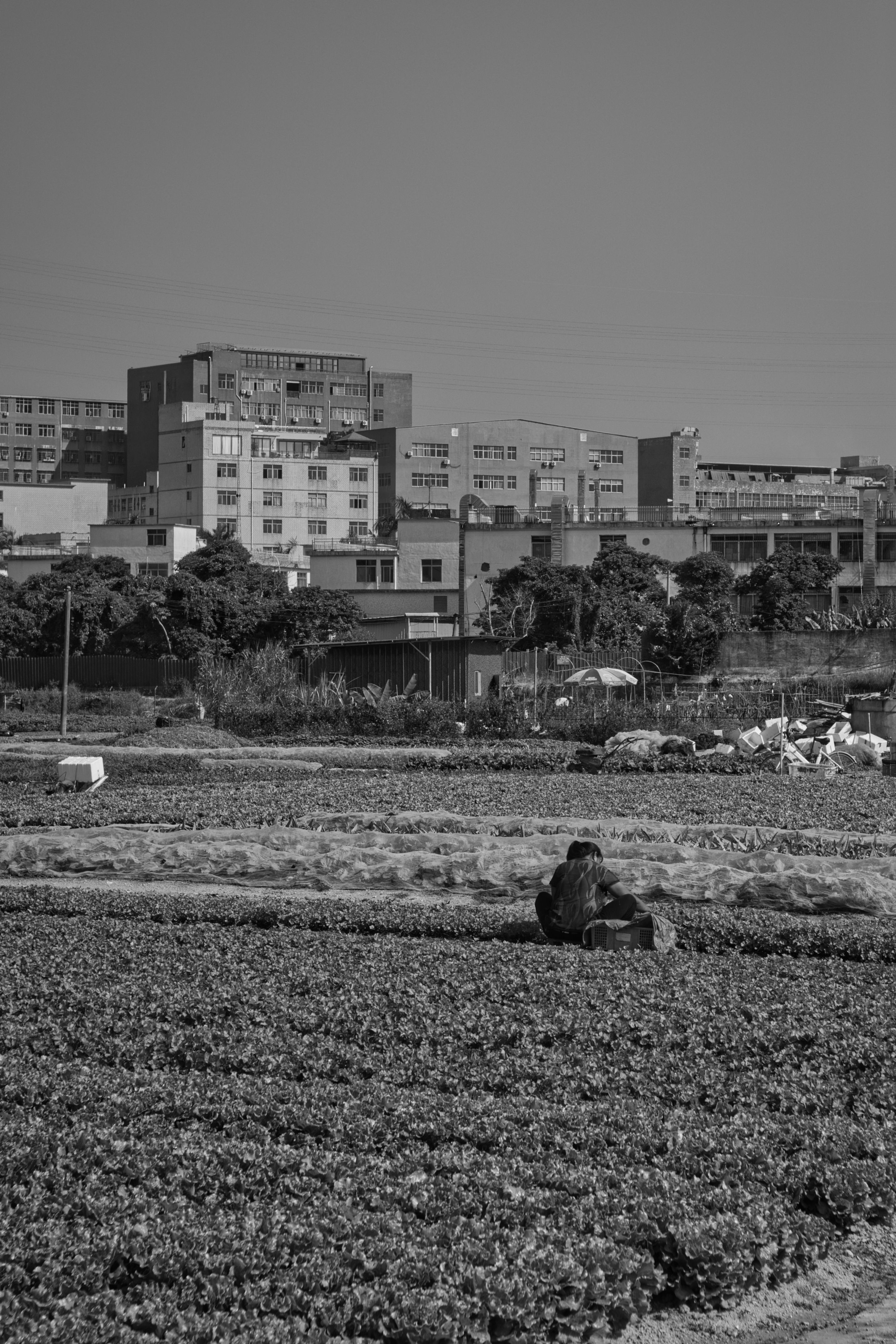 How agricultural breakthroughs helped feed the growing world population
