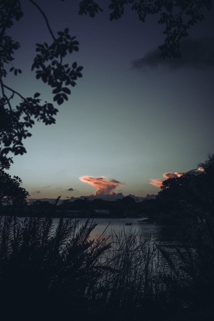 Silhouette Of Trees Near Body Of Water During Sunset