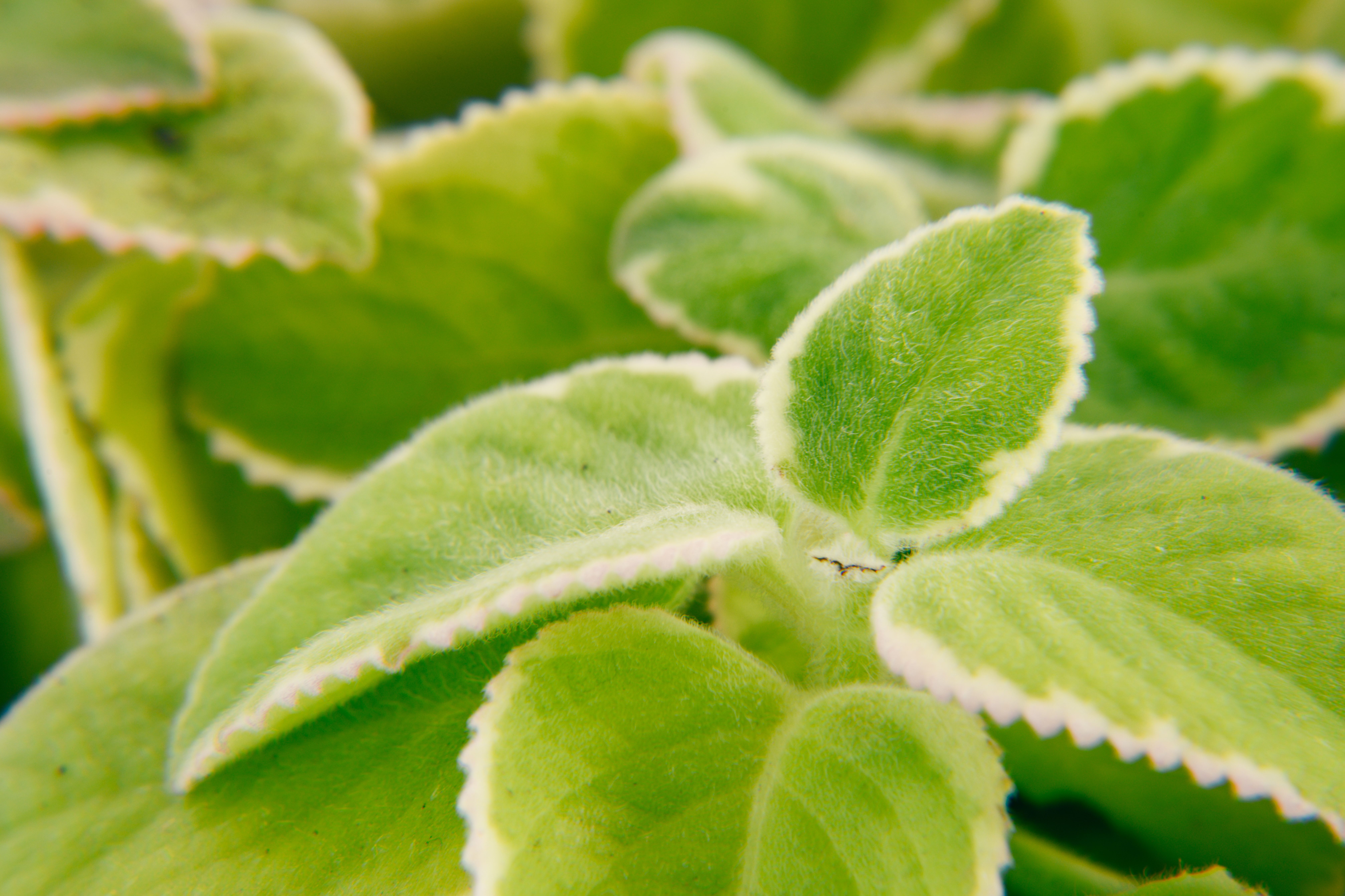 Imagem macro detalhada de folhas de plantas verdes variadas, destacando textura e cor vibrante.