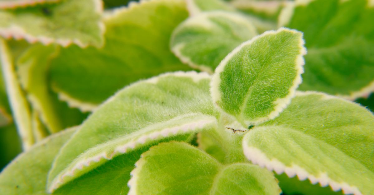Imagem macro detalhada de folhas de plantas verdes variadas, destacando textura e cor vibrante.