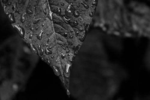 Free Macro shot of a leaf with water droplets in black and white, highlighting texture and detail. Stock Photo
