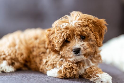 Cute Cavapoo puppy lying down indoors, showing a fluffy and playful demeanor.