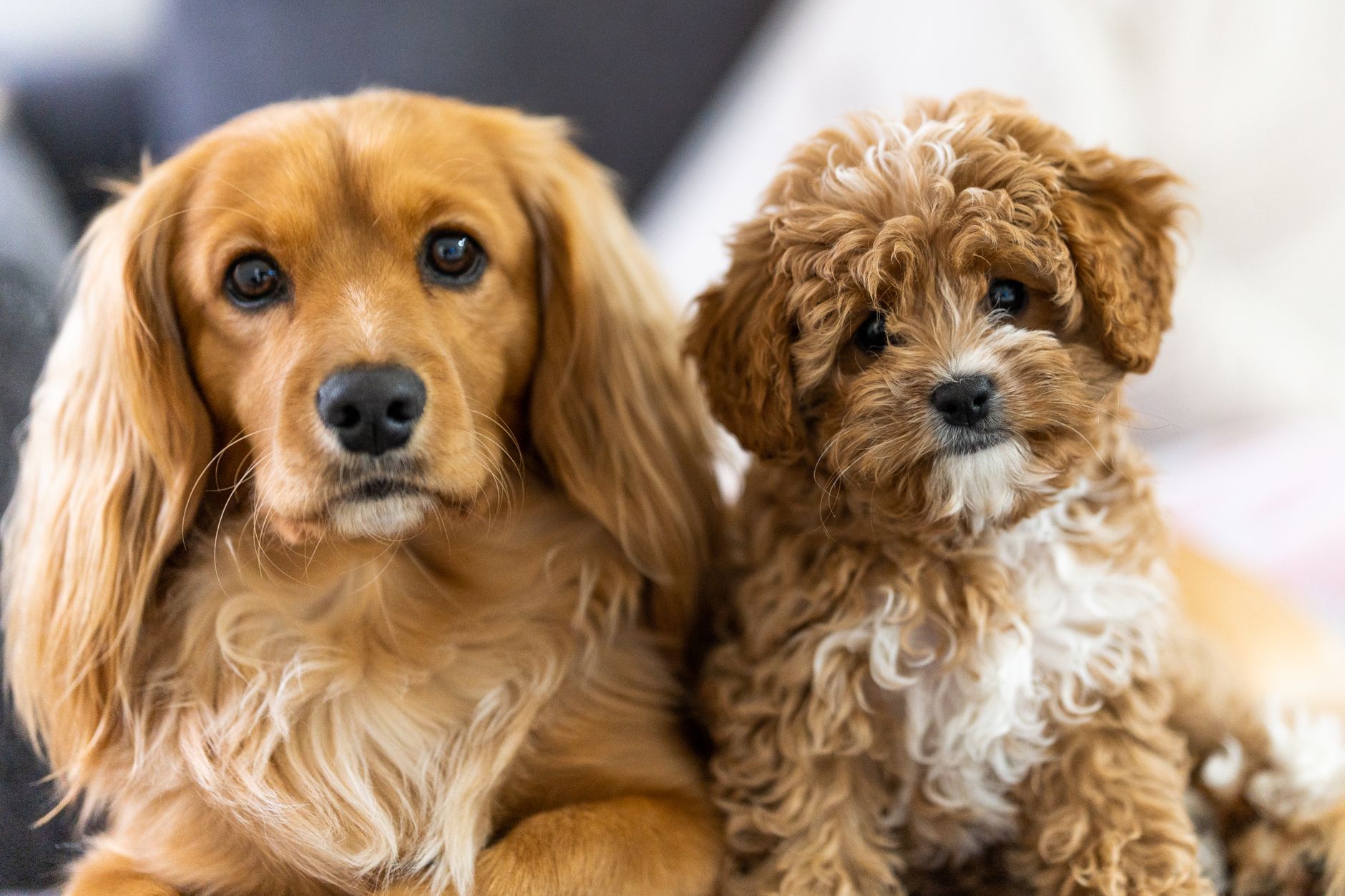 Hidden Truths About the Cavoodle No One Tells You?