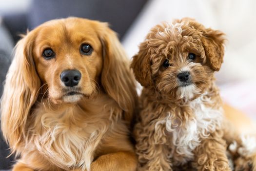 Cute close-up of two adorable puppies. Perfect for pet lovers.