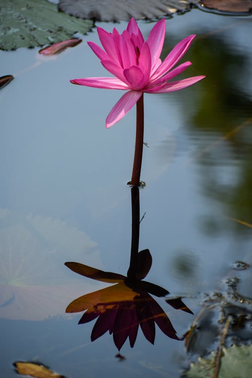 Foto d'estoc gratuïta de flor de fons, flors floreixen