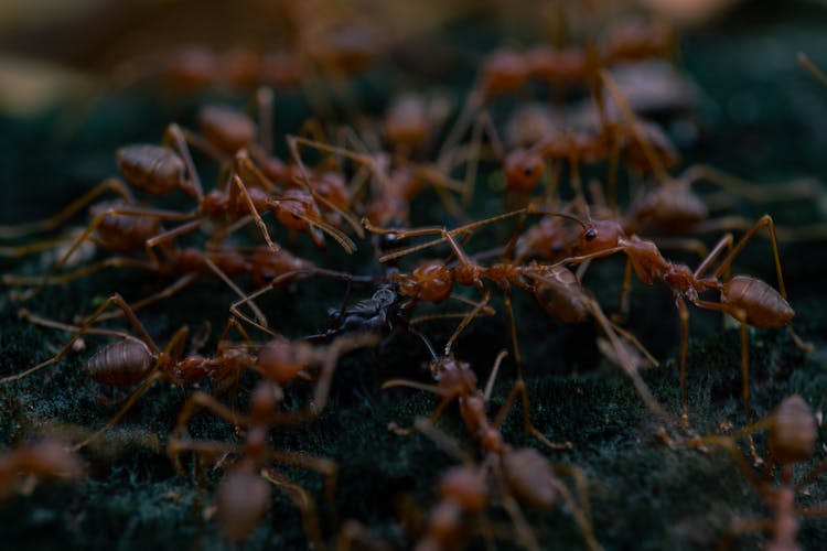 Close-Up Shot Of Fire Ants