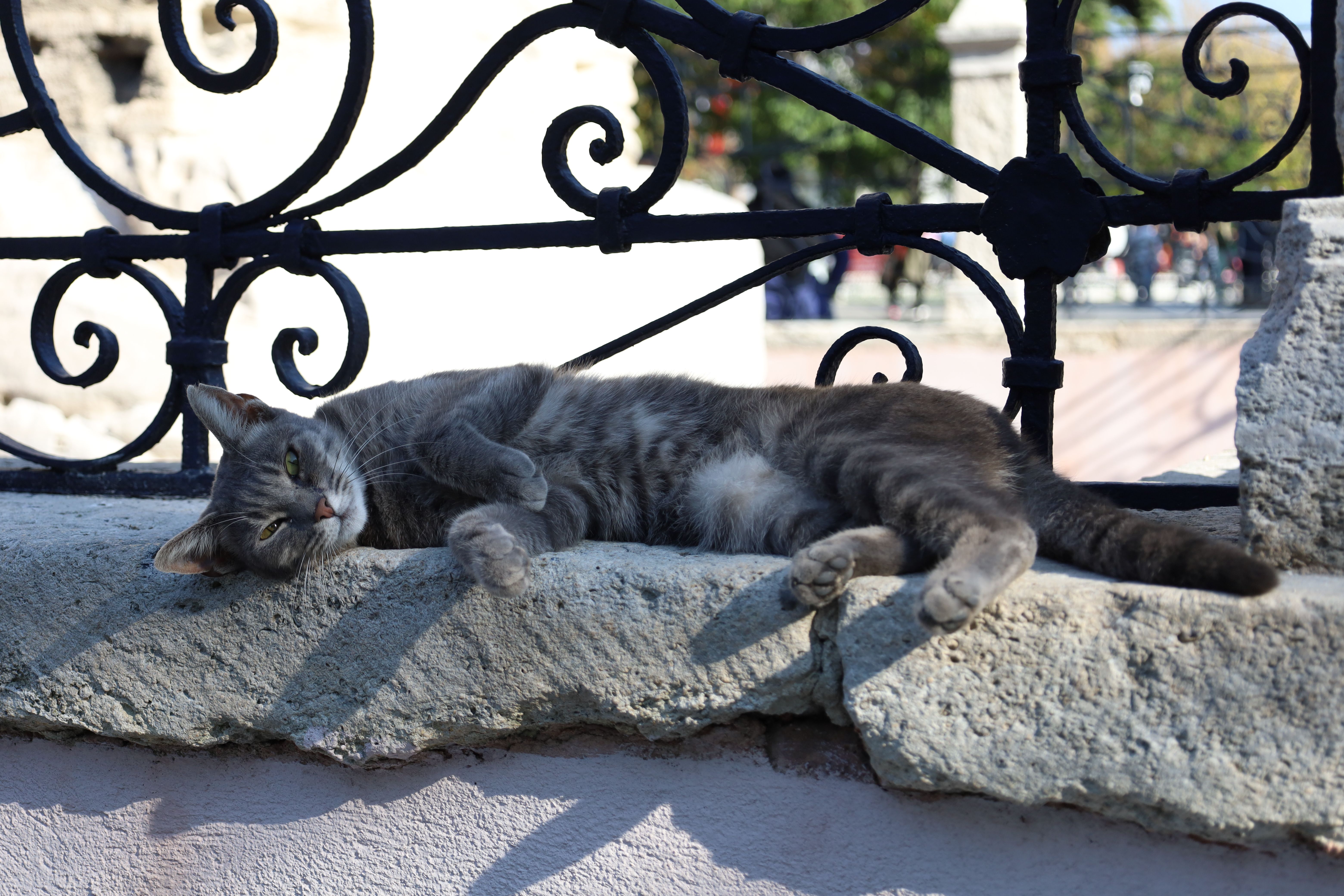 A Tabby Cat Lying Down on a Concrete Surface · Free Stock Photo