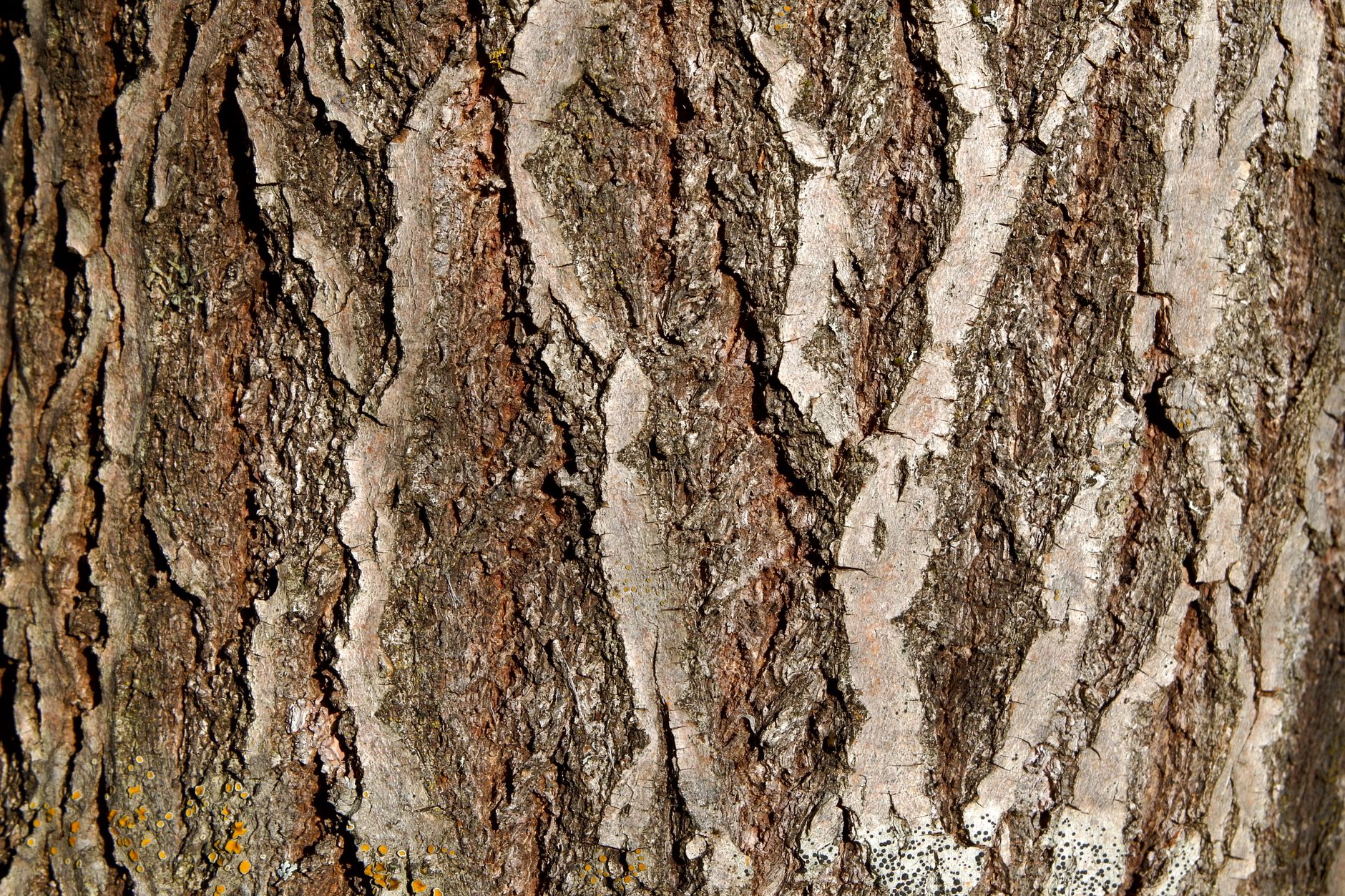 Oak bark Natural Herb