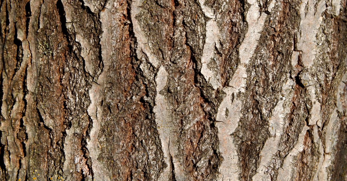 Trunk Image A Close-Up Shot of a Tree Trunk · Free Stock Photo
