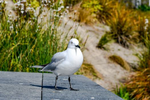 Close-Up Shot of a Black-Billed Gull on Concrete Surface
