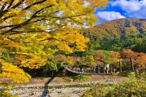 Autumn Landscape with Footbridge over the River