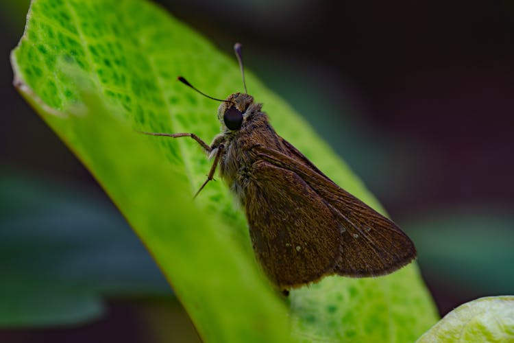 Brown Moth On Green Leaf