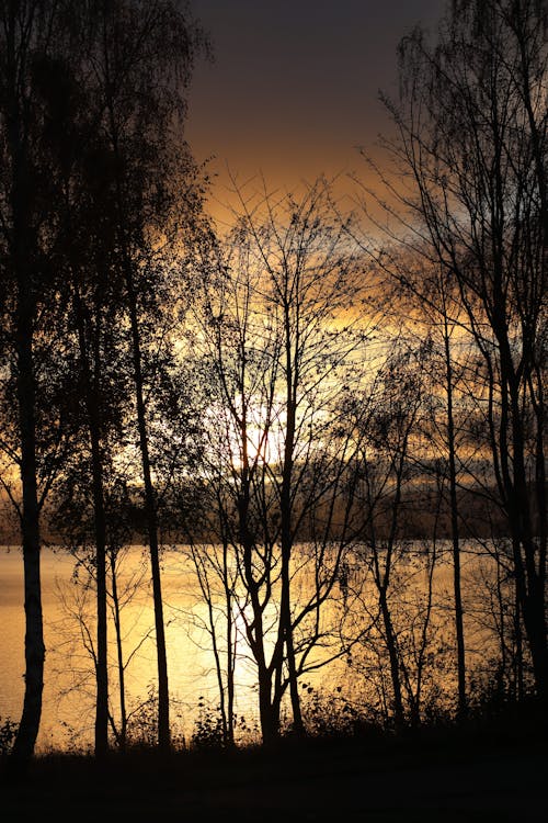 akşam karanlığı, altın saat, çıplak ağaçlar içeren Ücretsiz stok fotoğraf