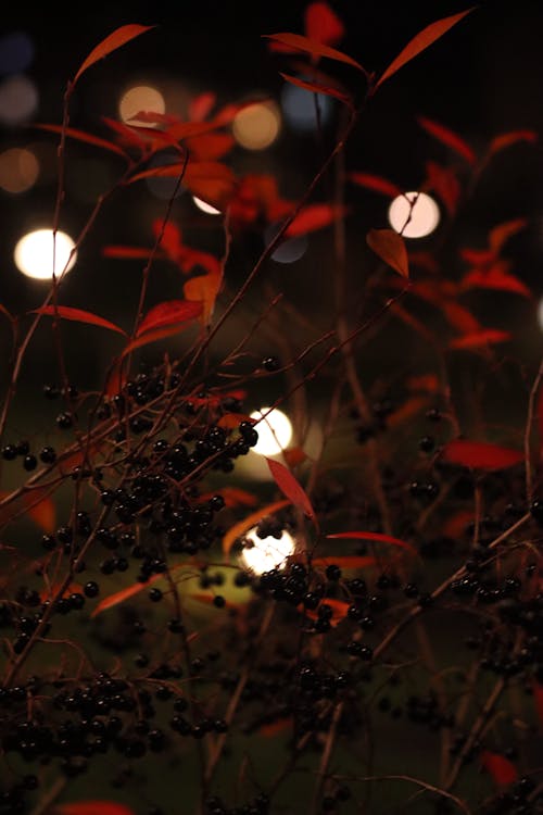 Bokeh Photography of Berries