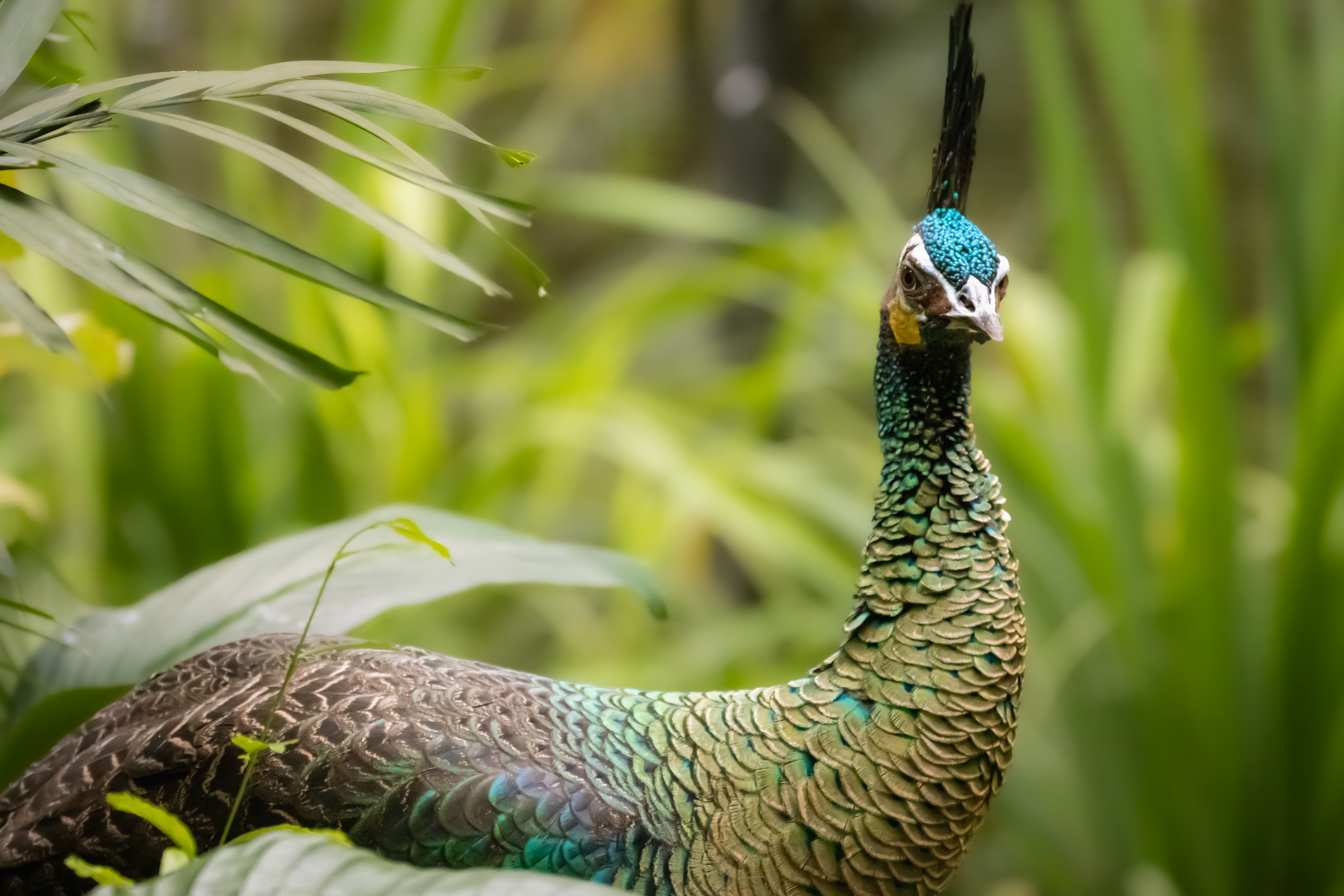 Close-Up Shot of a Peafowl · Free Stock Photo