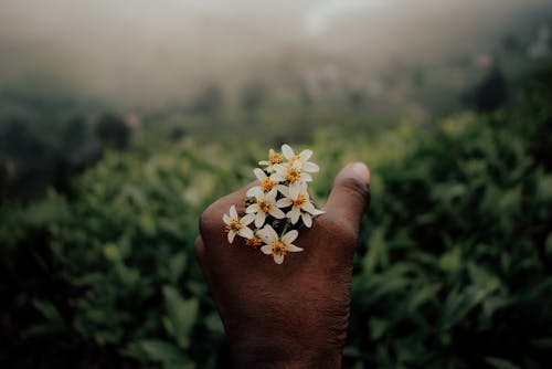 꽃, 꽃 사진, 꽃이 피는의 무료 스톡 사진